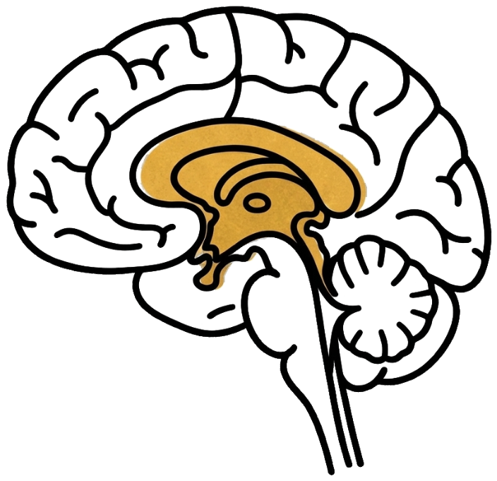 The brain, with the limbic system in the middle colored gold.