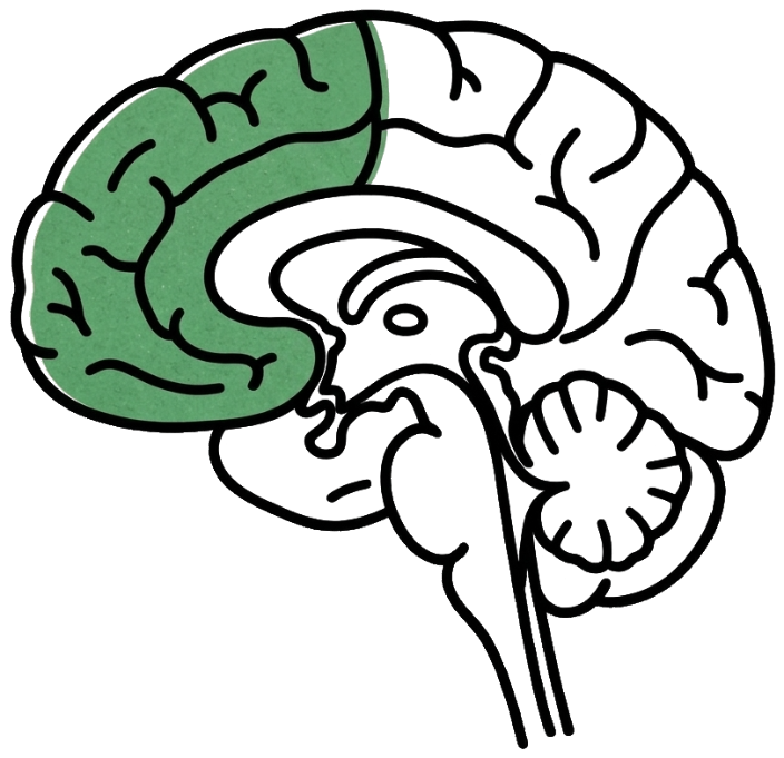 The brain, with the prefrontal lobes at the front colored green.