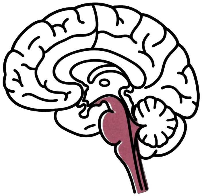 The brain, with the brain stem at the base colored red.